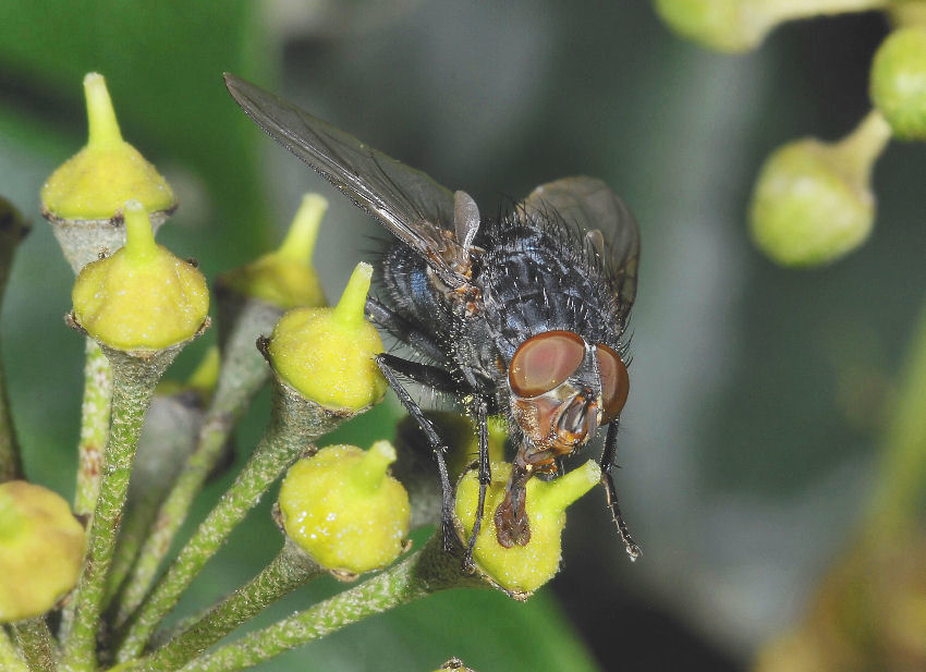 L''ape e la mosca